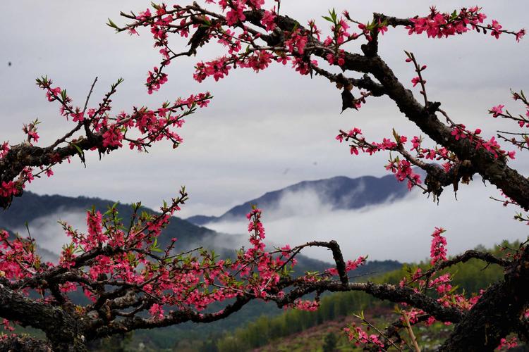 连平天气预报15,连平天气预报15天当地-第5张图片-文史